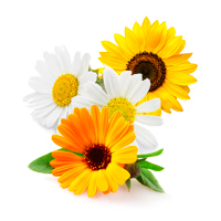 Oli botanici di Camomilla, Girasole e Calendula