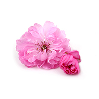 Damask Rose extract