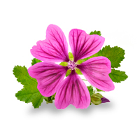 Mallow Extract