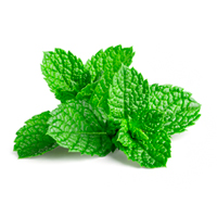 Estratto di Menta