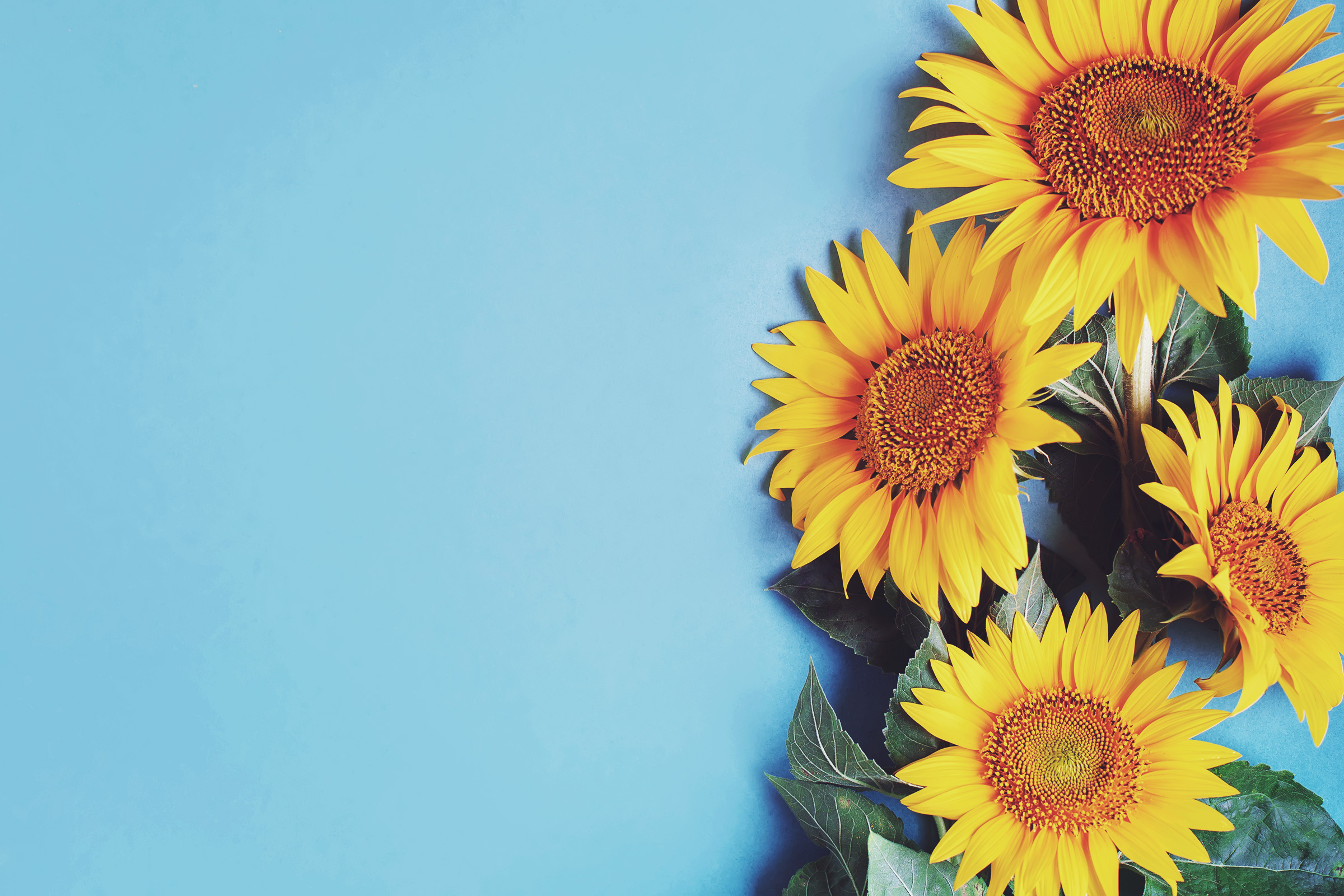 neozone-4000-principio-attivo